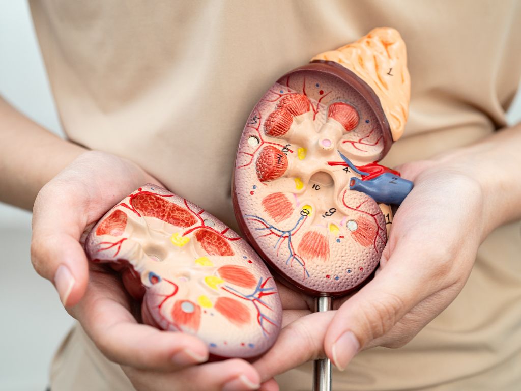 Лікування запалення нирок Лікування запалення нирок